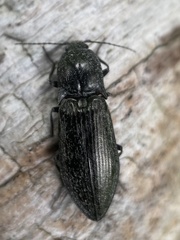 Paraphotistus impressus