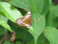 Lebadea martha parkeri