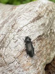 Paraphotistus impressus