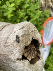 Paraphotistus impressus