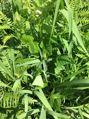 Vigna angularis nipponensis