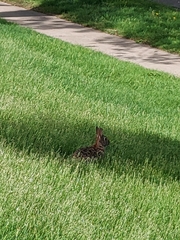 Sylvilagus floridanus