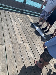 Scomberomorus cavalla