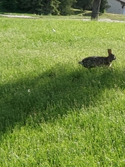 Sylvilagus floridanus