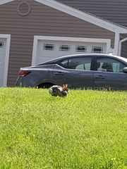 Sylvilagus floridanus