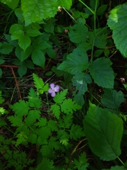 Geranium robertianum