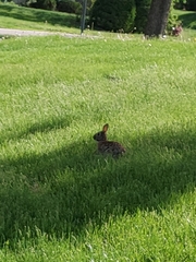 Sylvilagus floridanus