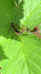 Ptychoptera contaminata