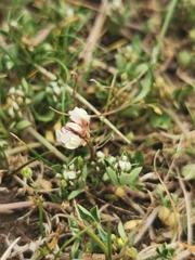 Trifolium scabrum
