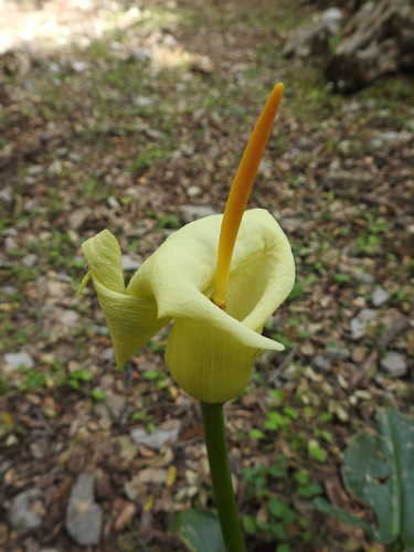 Cretan arum (Arum creticum)
