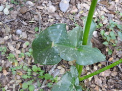 Arum creticum