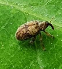 Rhynchaenus xylostei