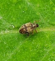 Rhynchaenus xylostei