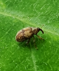 Rhynchaenus xylostei