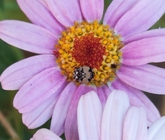 Anthrenus isabellinus