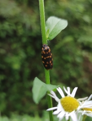 Phymatostetha dorsivitta