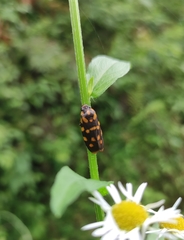 Phymatostetha dorsivitta