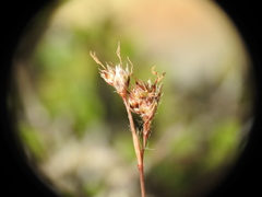 Luzula forsteri