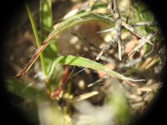Luzula forsteri