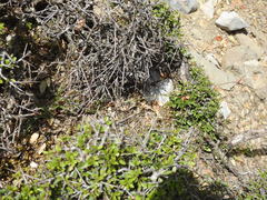Luzula forsteri
