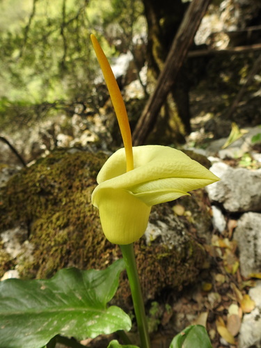 Cretan arum (Arum creticum)