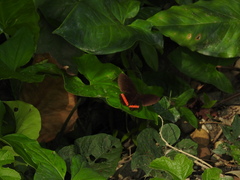 Biblis