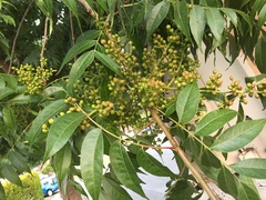 Pistacia chinensis