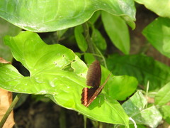 Biblis