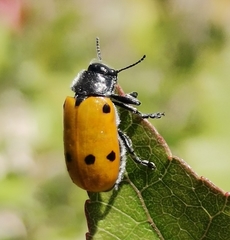 Lachnaia sexpunctata