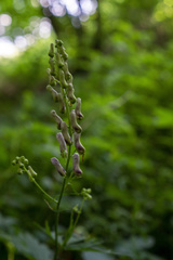 Aconitum moldavicum
