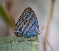Caeruleuptychia urania