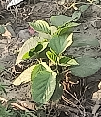 Datura wrightii
