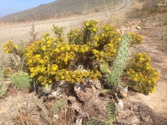 Deinandra clementina