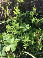 Crassula vaillantii