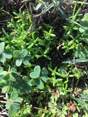 Crassula vaillantii
