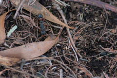 Myrmecia esuriens