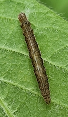 Ypsolopha falcella