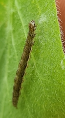 Ypsolopha falcella