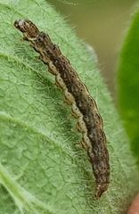Ypsolopha falcella