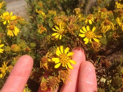 Deinandra clementina