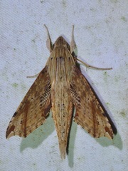 Eupanacra psaltria