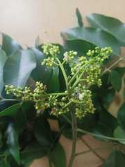 Amyris pinnata