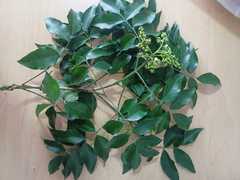 Amyris pinnata