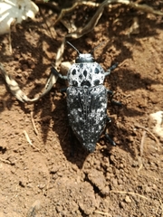 Capnodis cariosa