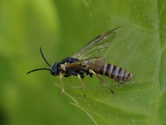 Strongylogaster multicincta