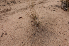 Rorippa laciniata