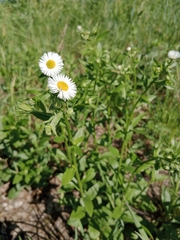 Erigeron annuus