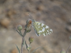 Pontia daplidice