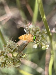 Pegasomyia