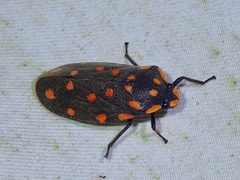 Phymatostetha stellata